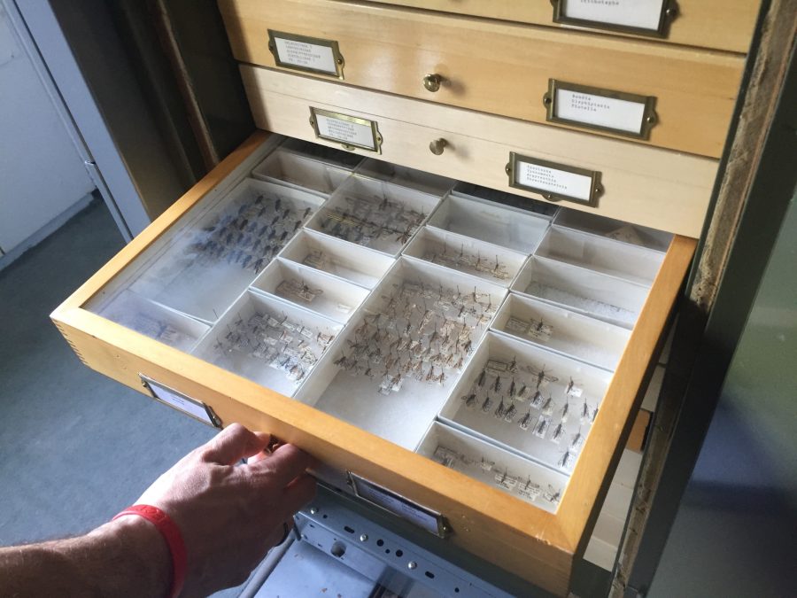 UNHs insect collection forges new path