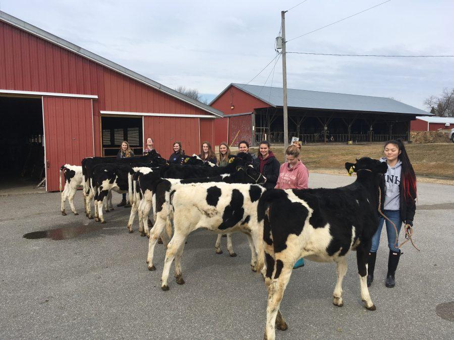 the+Dairy+Selection+Class.....preparing+their+heifers+before+Spring+Break.+The+students+were+sad+to+hear+the+heifers+they+trained+and+worked+many+hours%2C++early+in+the+semester%2C+unfortunately+will+not+be+shown+in+a+67th+Annual+UNH+Little+Royal+this+semester.%0AStudents+are+left+to+right+Meghan+Vetter%2C+Artie+Ewens%2C+Abigail+Lebsack%2C%0AAlexus+Caron%2C+Kelsi+Devolve%2C+Sarah+Manzelli%2C+Sarah+Bourgoin%2C+Caroline+Perrotta%2C+and+Kathryn+Oberg