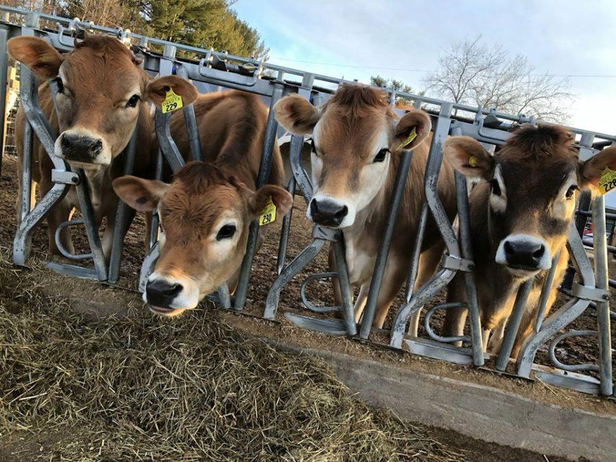 Organic Dairy Research Farm plans to feed cows seaweed