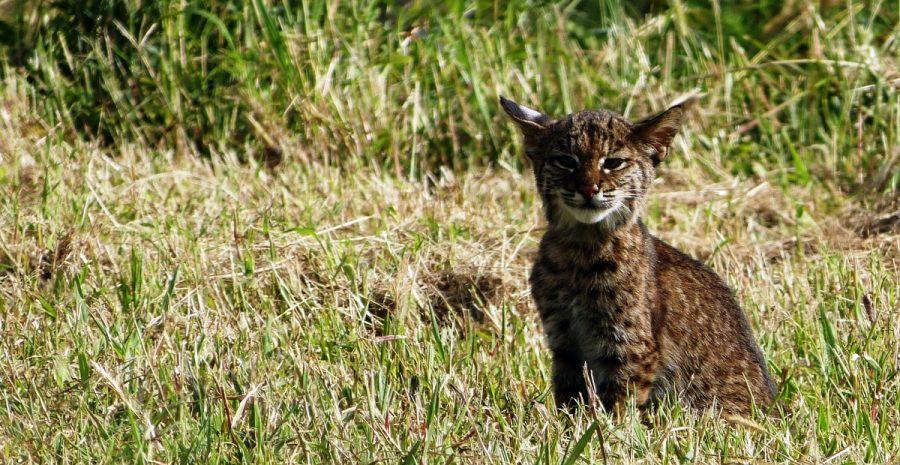 Bobcats show increased stress in higher populated areas, study shows