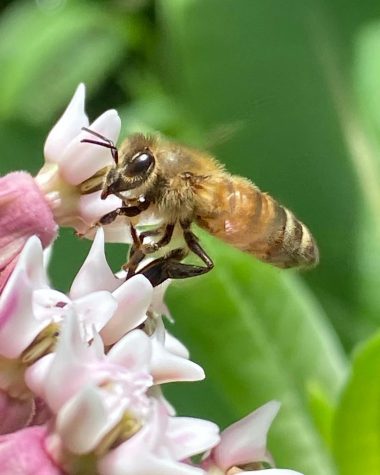 Warming Winters Pose Threat to Honey Bees in New England